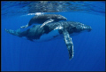   humpback whale its calf  